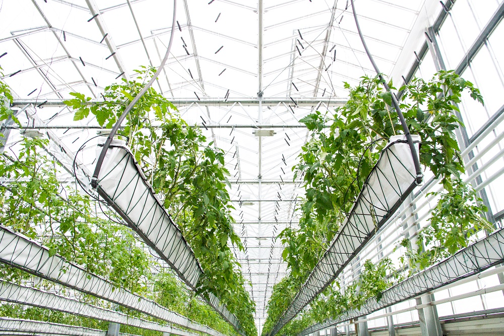 tomatenplanten in De Schilde